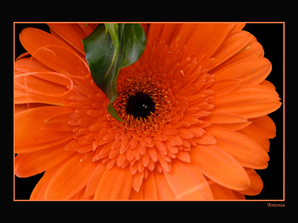 rote Gerbera