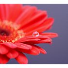 Rote Gerbera #3