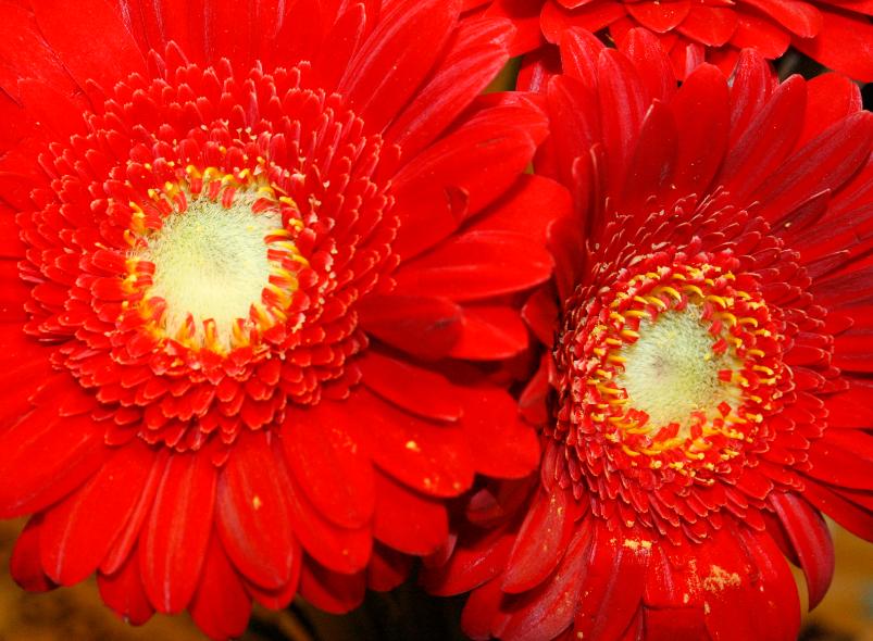 rote Gerbera