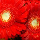 rote Gerbera