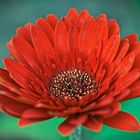 * rote Gerbera *