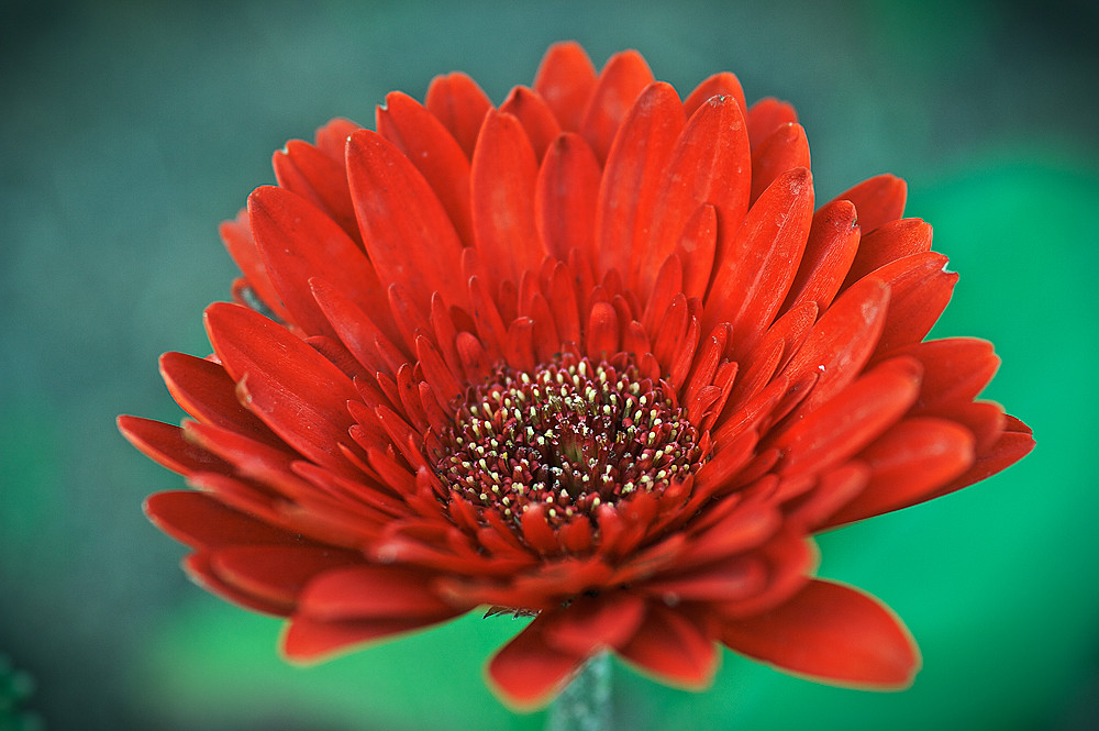 * rote Gerbera *