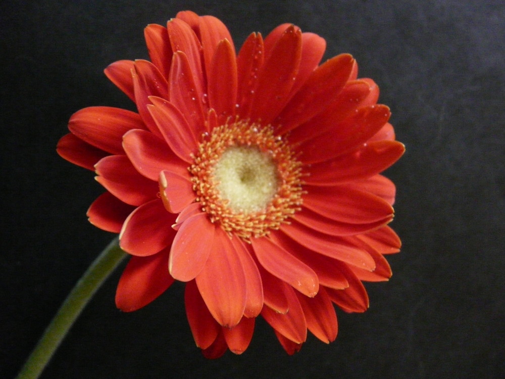 Rote Gerbera