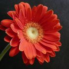 Rote Gerbera