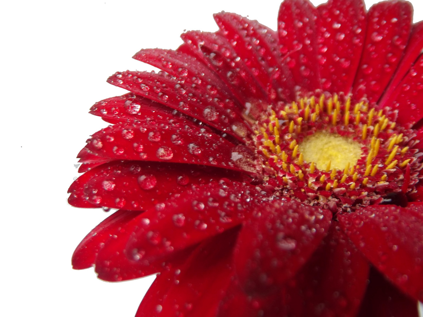 rote Gerbera