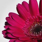 rote Gerbera