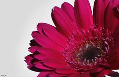 rote Gerbera