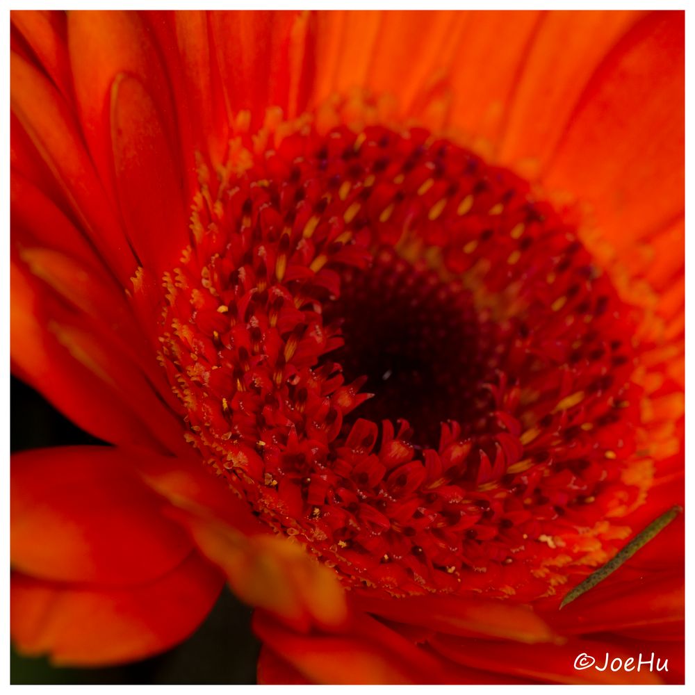 rote Gerbera