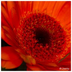 rote Gerbera