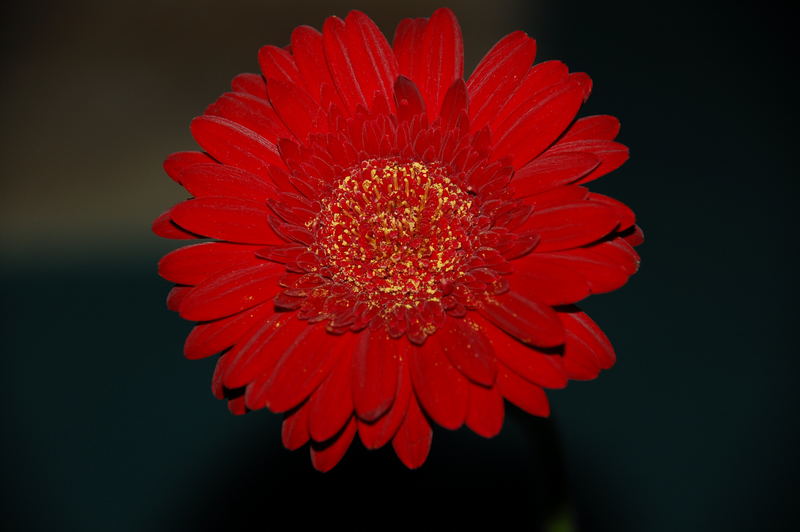 rote Gerbera