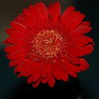 rote Gerbera