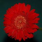 rote Gerbera*