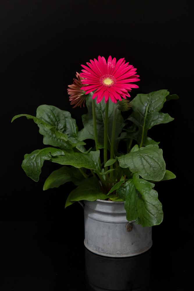 Rote Gerbera
