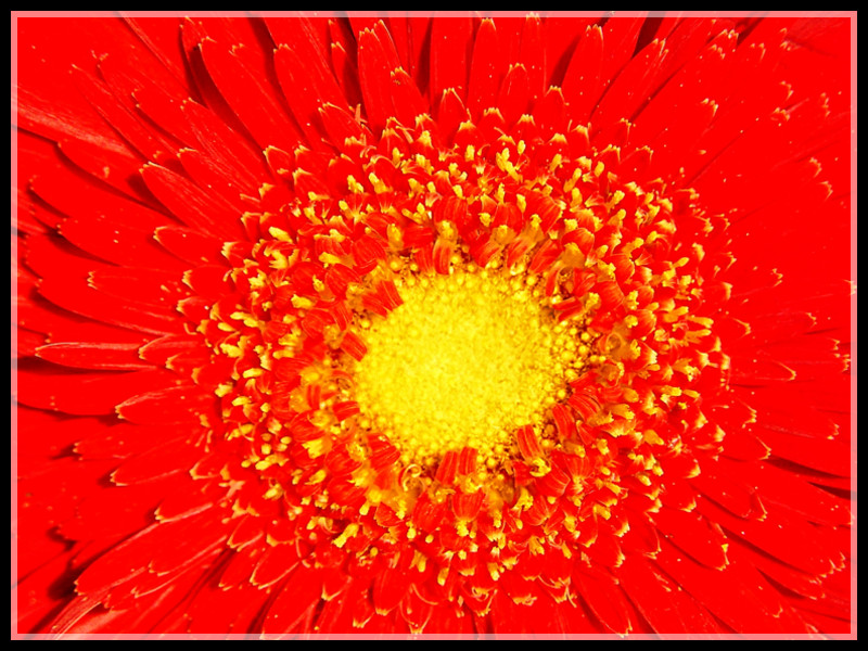 Rote Gerbera