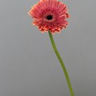 Rote Gerbera