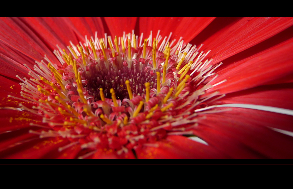 . rote gerbera .