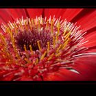 . rote gerbera .