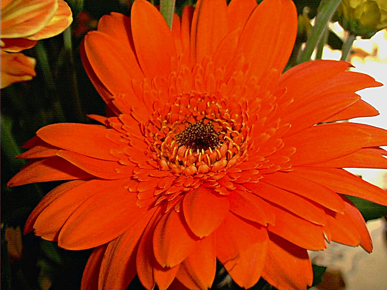 Rote Gerbera