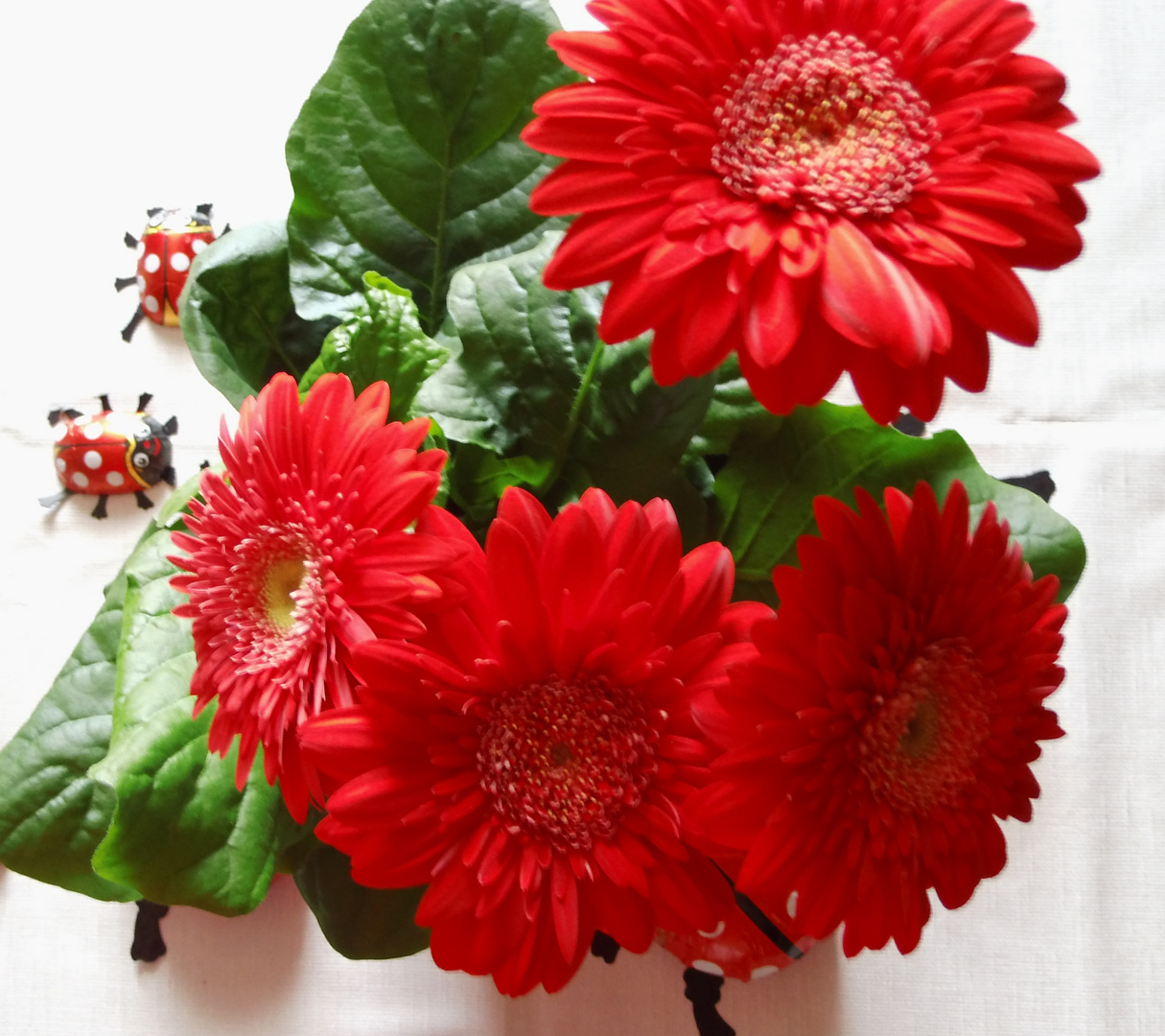 Rote Gerbera