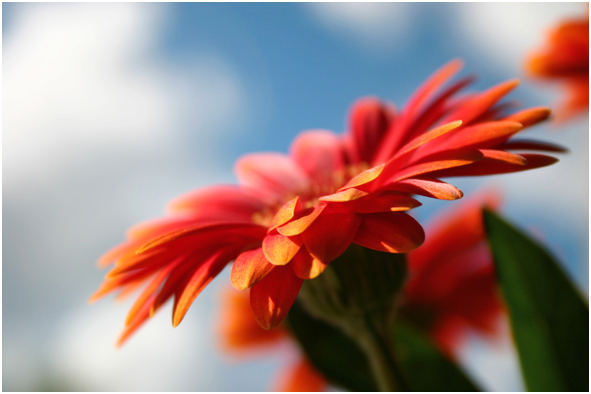 rote Gerbera