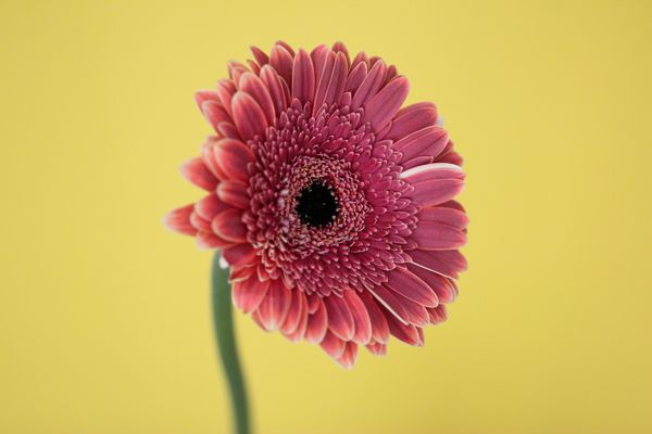Rote Gerbera II