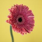 Rote Gerbera II