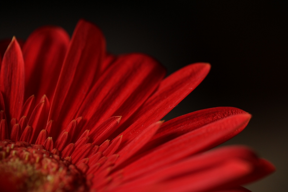 Rote Gerbera II