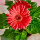 Rote Gerbera im Topf 2