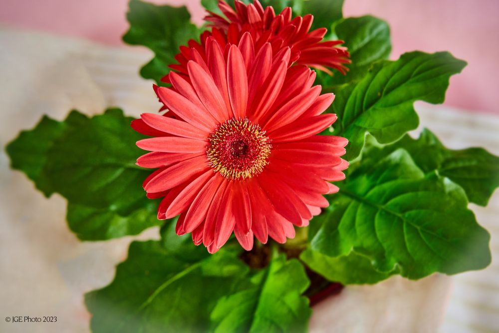 Rote Gerbera im Topf 2