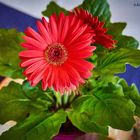 Rote Gerbera im Topf