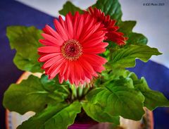 Rote Gerbera im Topf