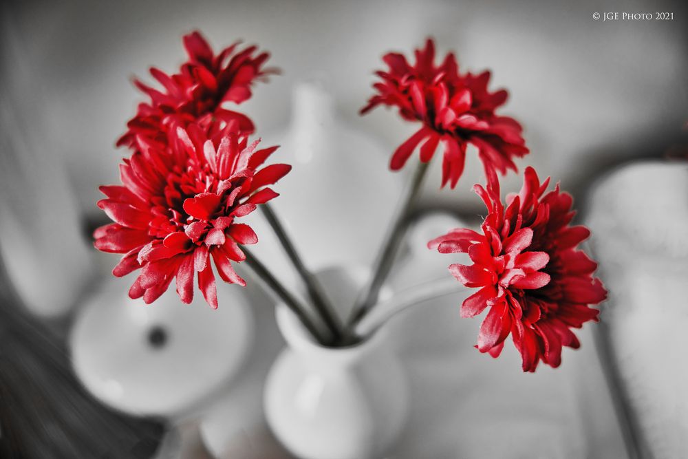 Rote Gerbera in weißer Vase