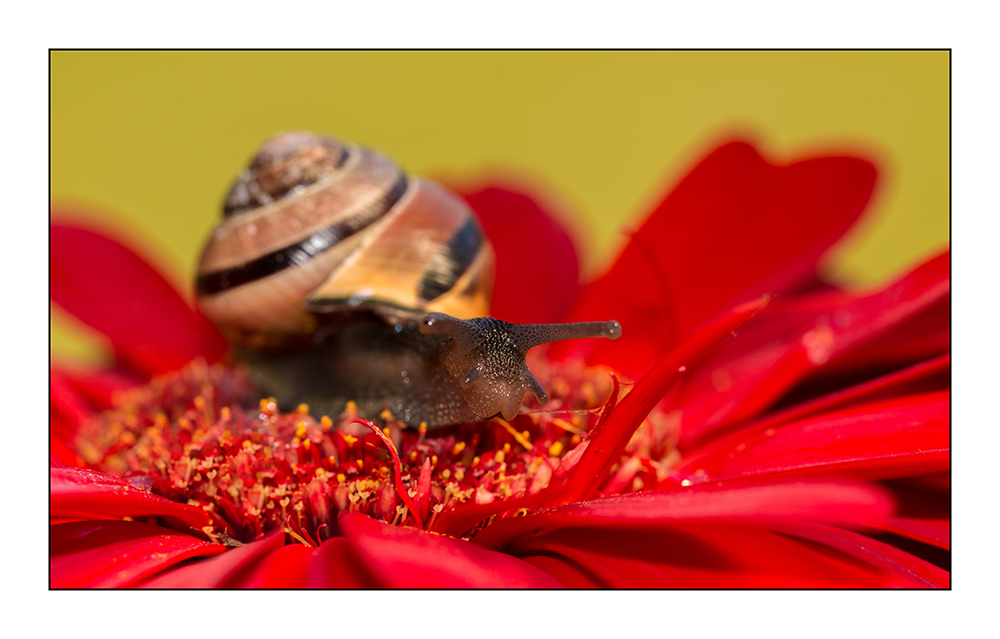 Rote Gerbera mit Schnecke