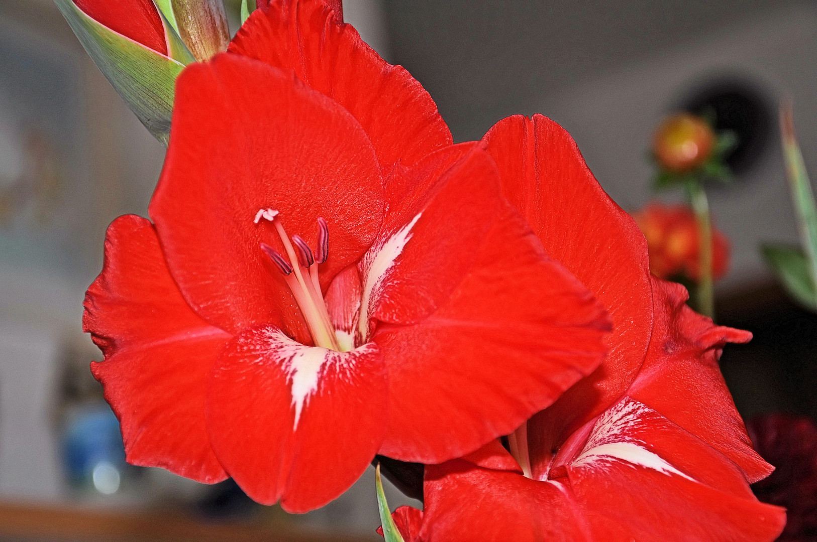 Rote Gladiole