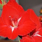 Rote Gladiole