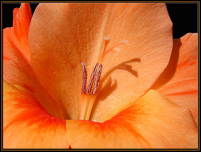 rote (!) Gladiole