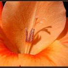 rote (!) Gladiole