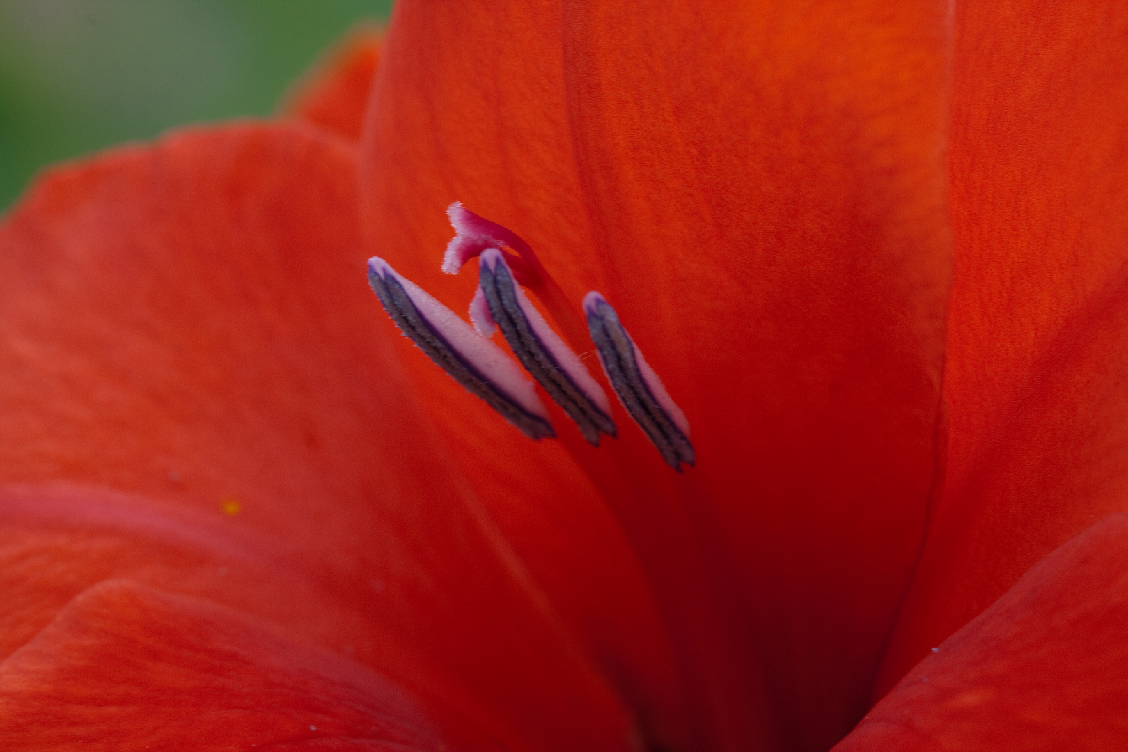 Rote Gladiole