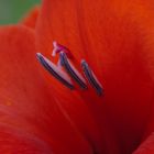 Rote Gladiole