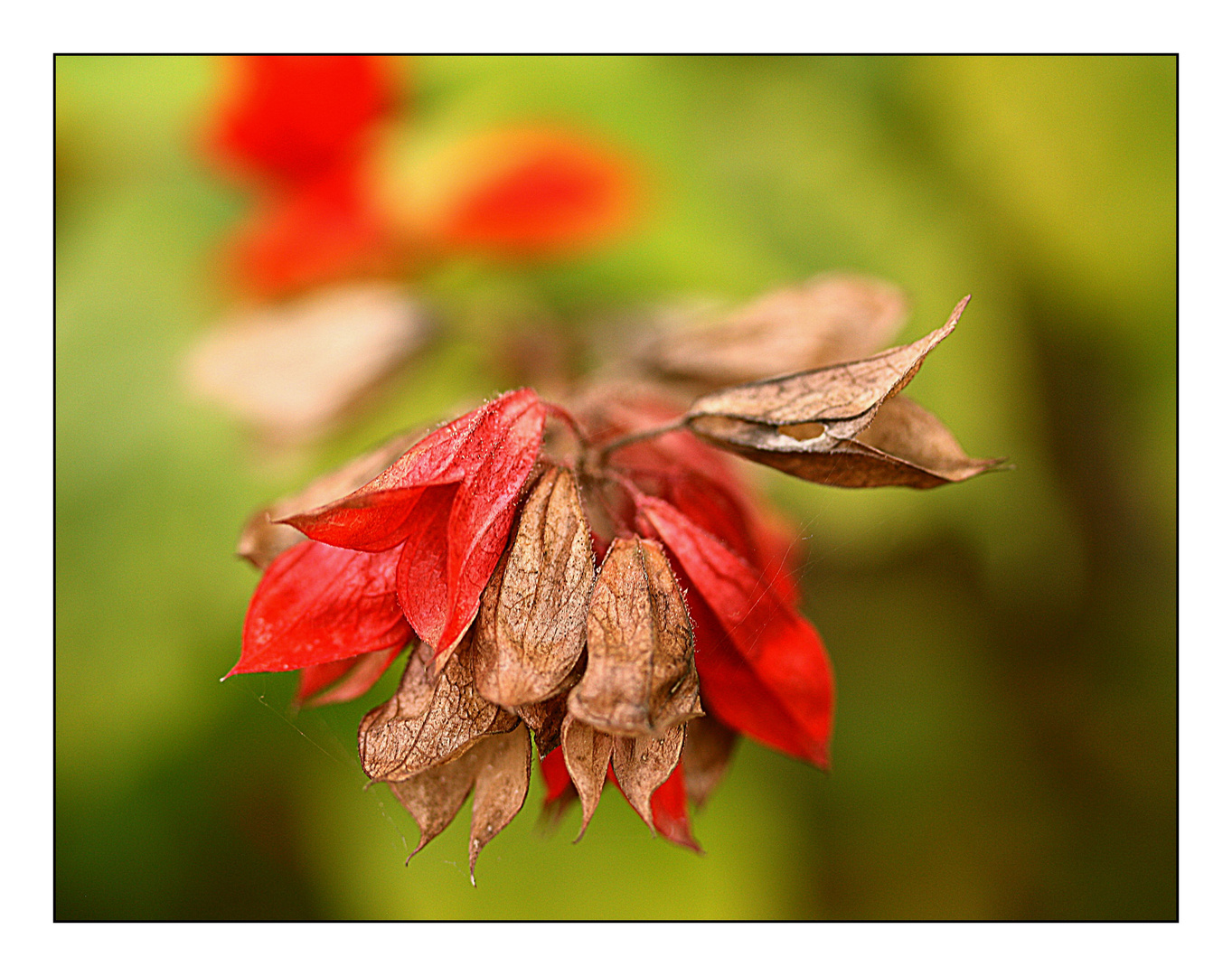 Rote Glöckchen