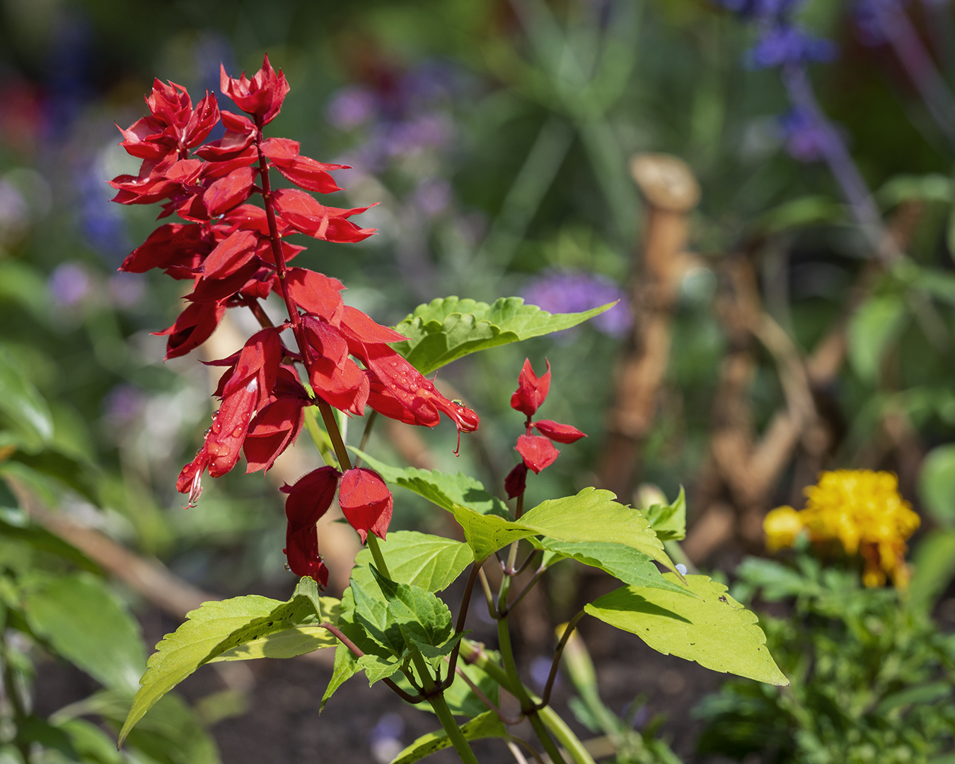 Rote Glöckchen