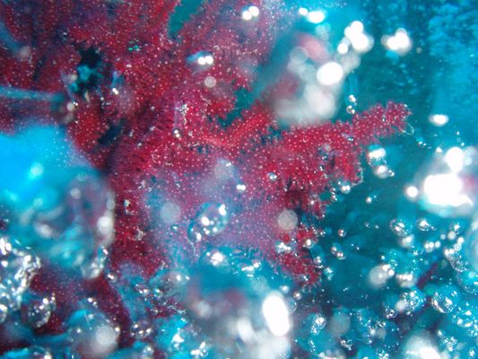 Rote Gorgonie