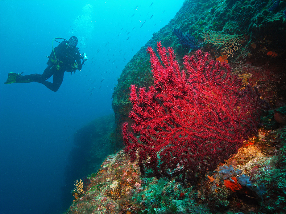 Rote Gorgonie in der Adria