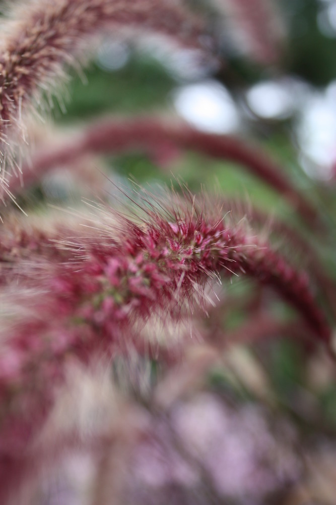 Rote Gräser Foto & Bild pflanzen, pilze & flechten, gräser, natur