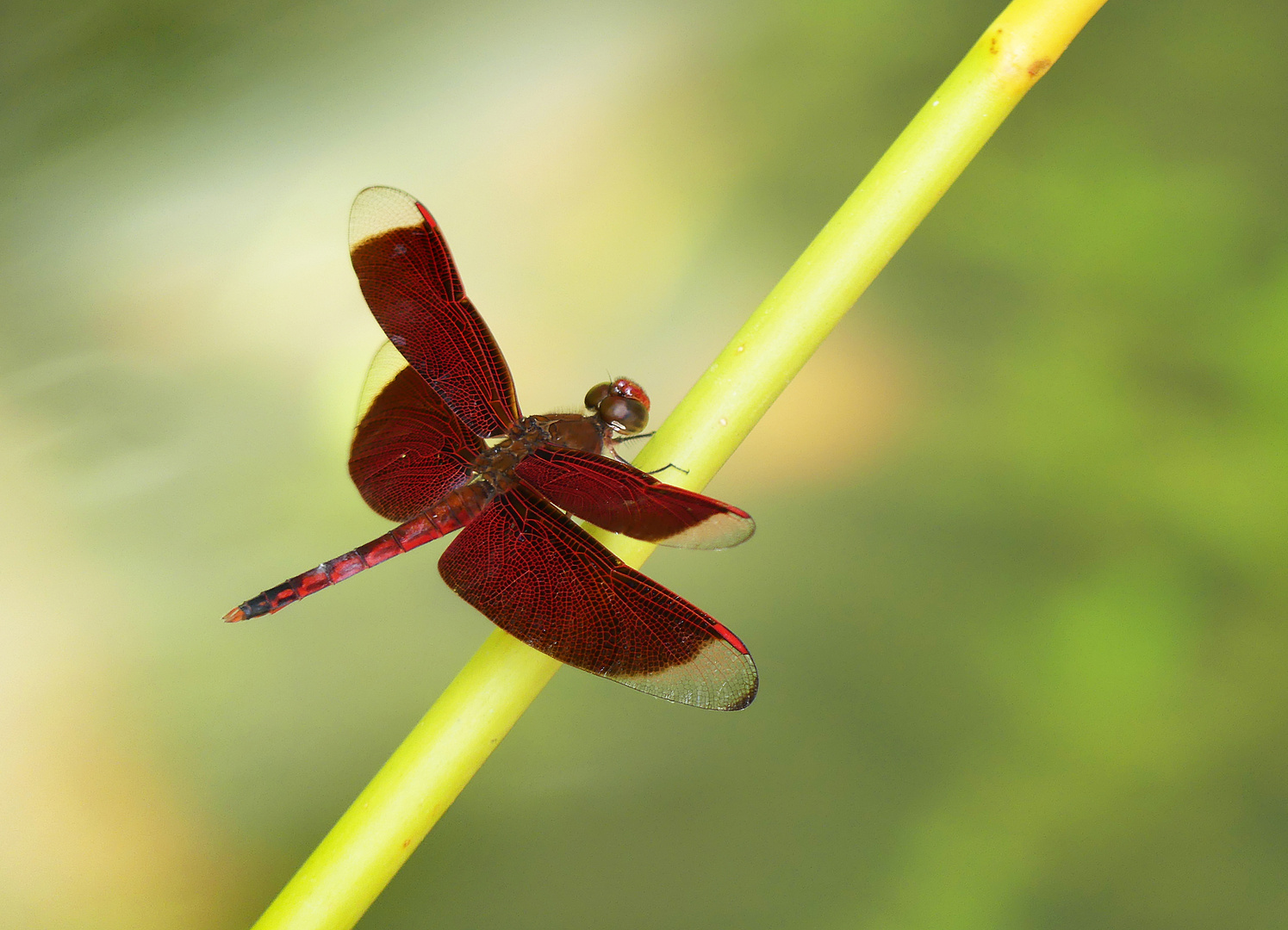 Rote Grasshawk Libelle