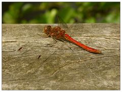 Rote Großlibelle