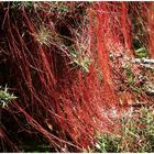 Rote Haare - Cheveux roux