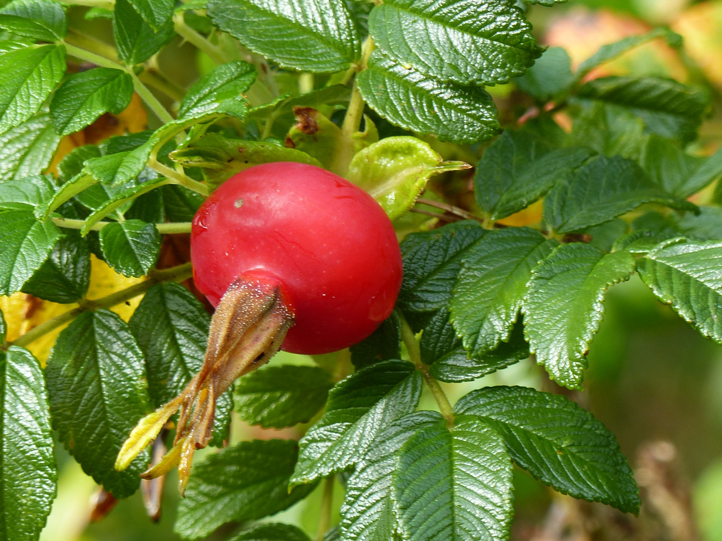 Rote Hagebutte der Wildrose oder Hundsrose