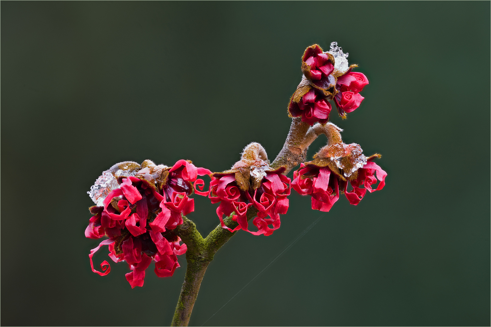 Rote Hamamelis