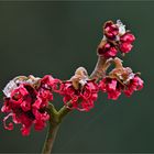 Rote Hamamelis